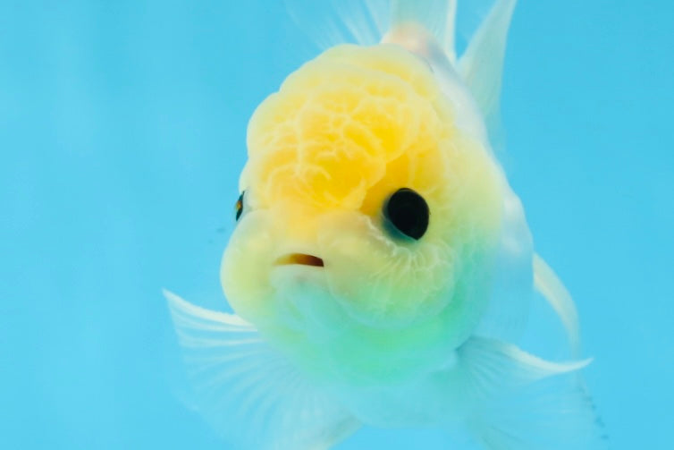 UNIQUE A Grade Lemonhead Button Eyes Oranda Male 4-4.5 inches #0906OR_28