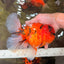 CHARLIE A Grade Tiger Oranda Male 7 inches #100926OR_10