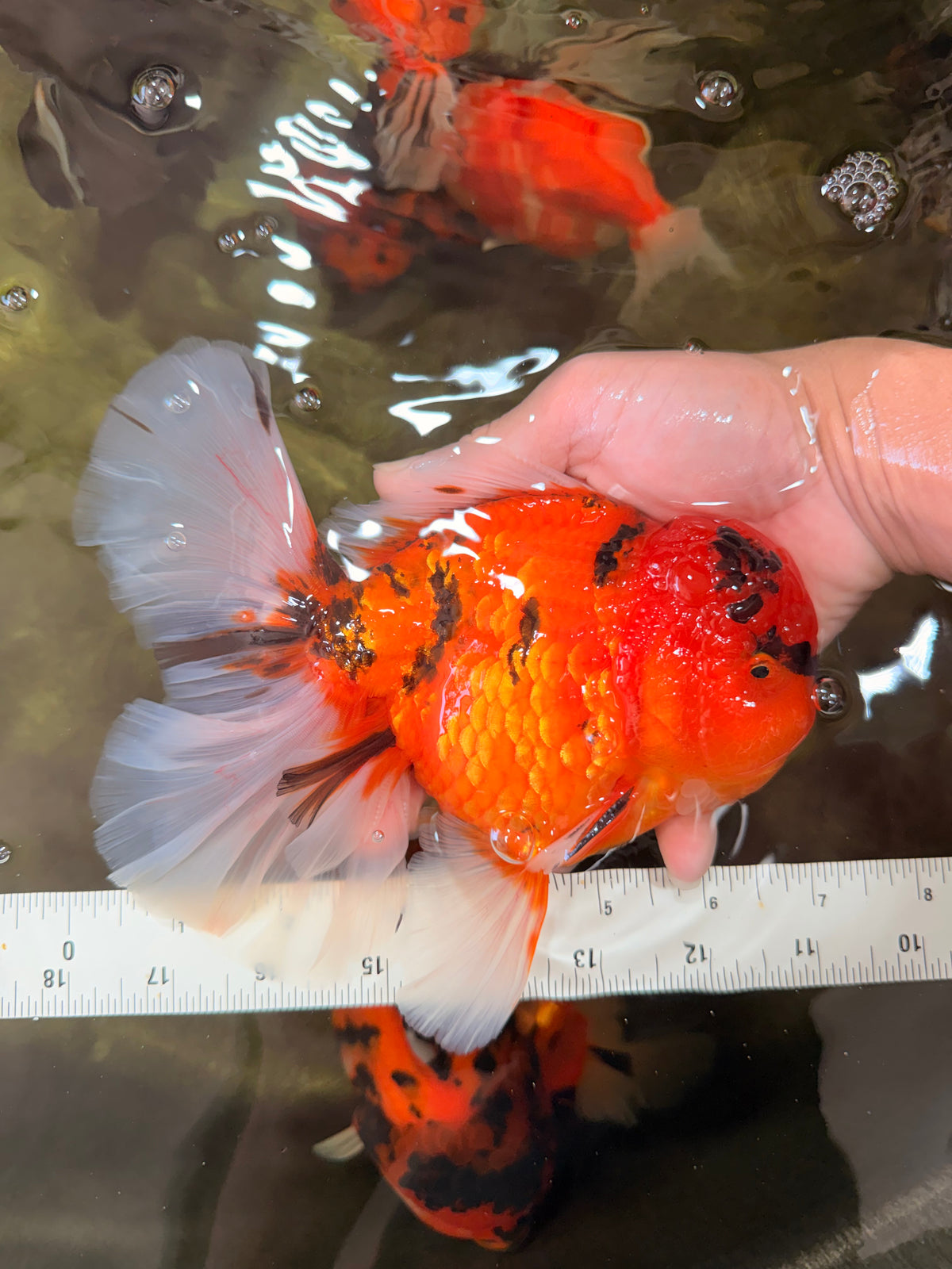 CHARLIE A Grade Tiger Oranda Male 7 inches #100926OR_10