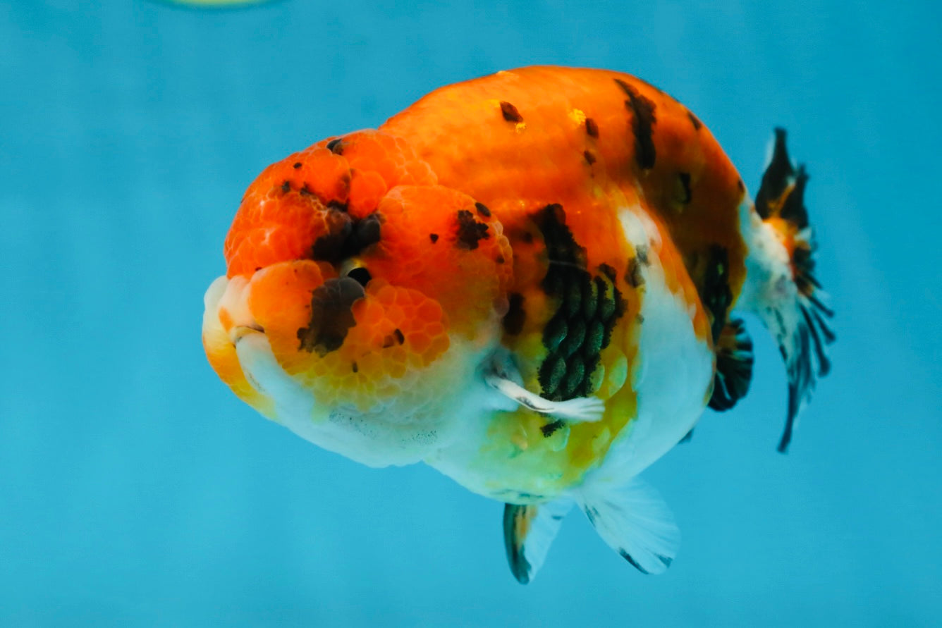 A Grade Tricolor Tiger LionKing 4.5 inches #052325LC_16