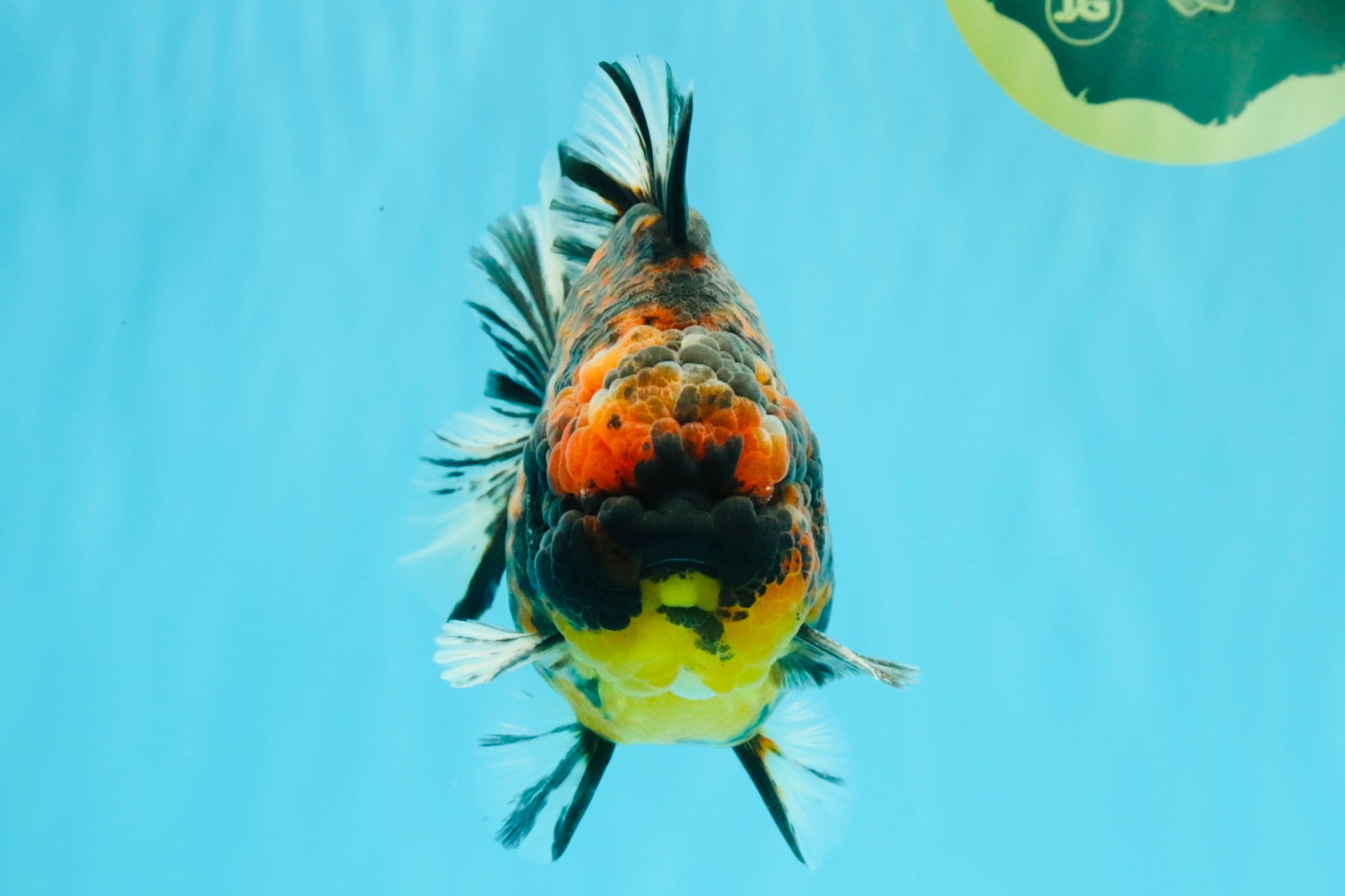 AAA Grade Godzilla Tiger Yuanbao Male 5.5 inches #030626YB_10