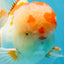 AAA JUMBO Grade Red White Oranda Male 6.5 inches #051625OR_33