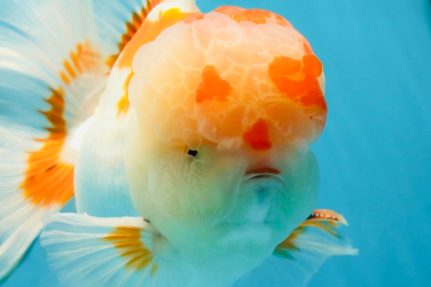 AAA JUMBO Grade Red White Oranda Male 6.5 inches #051625OR_33