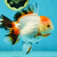 A Grade Tancho Tricolor Oranda Female 5-5.5 inches #050925OR_34