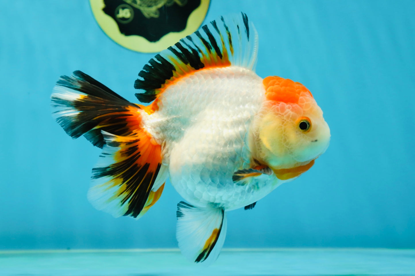 A Grade Tancho Tricolor Oranda Female 5-5.5 inches #050925OR_34