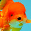 JUMBO A Grade Red White Oranda Female 7.5 inches #032026OR_02