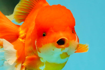 JUMBO A Grade Red White Oranda Female 7.5 inches #032026OR_02