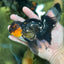 A Grade Tricolor Lava Head Oranda Male 5.5 inches #120624OR_04