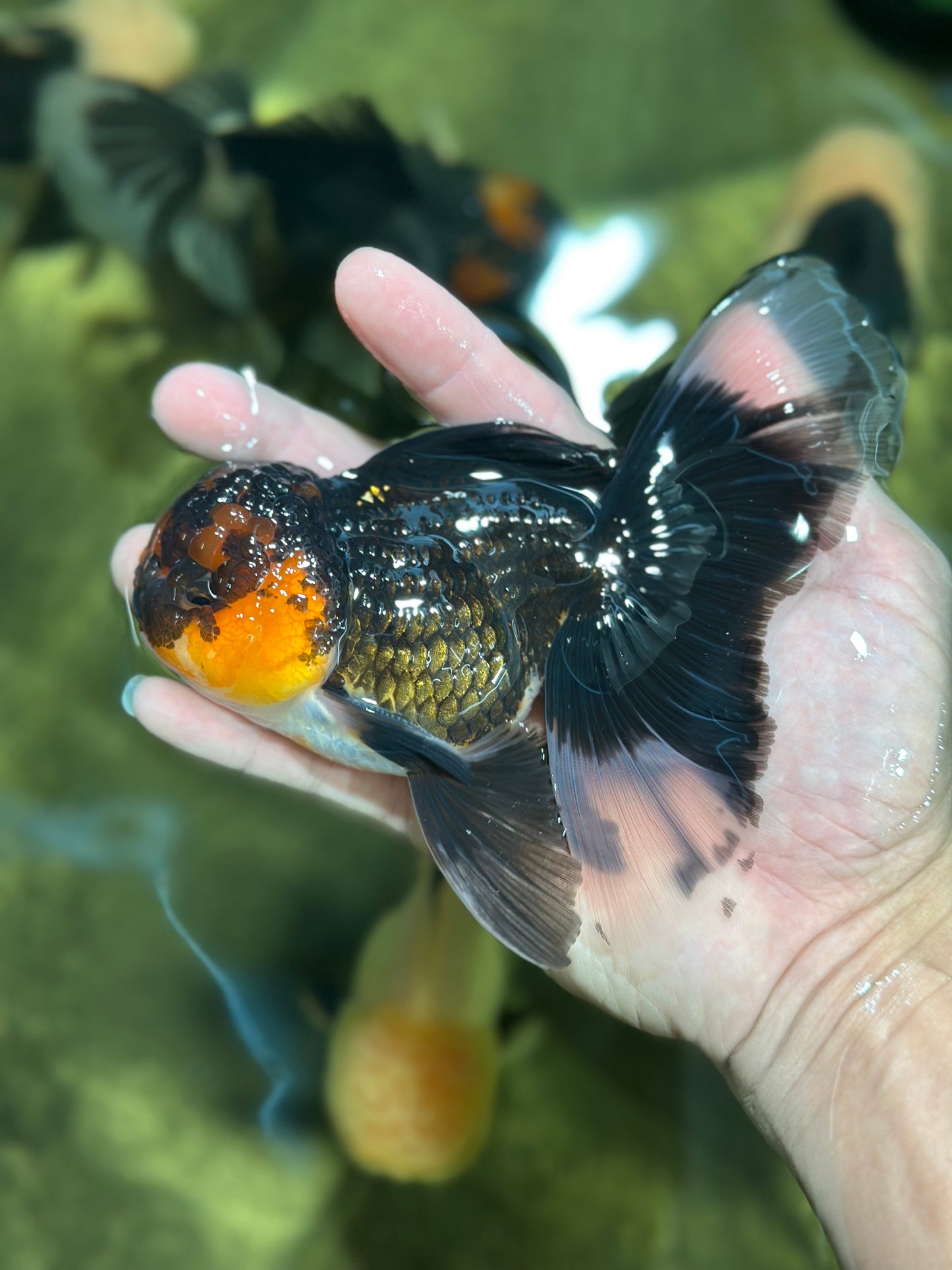 A Grade Tricolor Lava Head Oranda Male 5.5 inches #120624OR_04