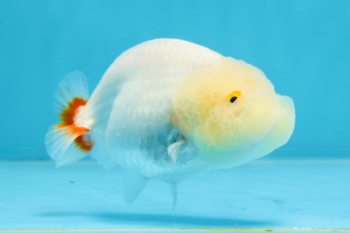 CLOUDY AAA Grade Red White LionQueen 3.5-4 inches #101725LC_11