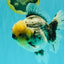 AAA Grade Kirin Oranda Male 6 inches #092526OR_04