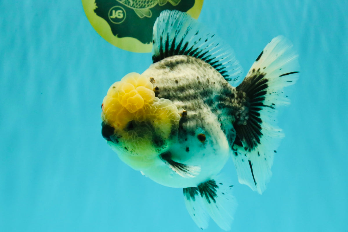 AAA Grade Kirin Oranda Male 6 inches #092526OR_04
