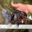 CHONKY A Grade Tiger Oranda Male 7 inches #082126OR_16