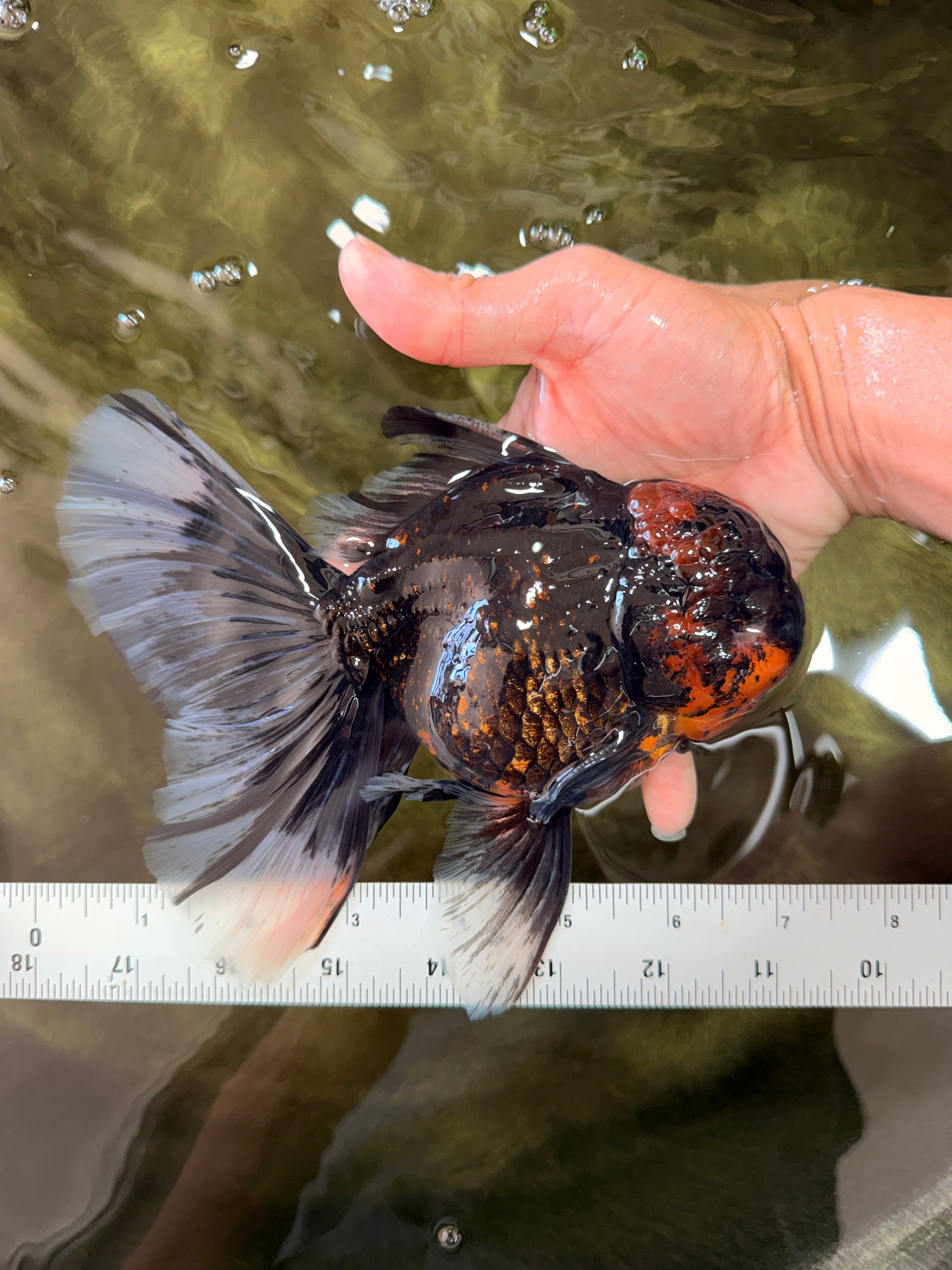 CHONKY A Grade Tiger Oranda Male 7 inches #082126OR_16