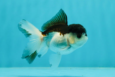 Panda Oranda Male 3.5 inches #1011OR_28