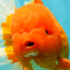 AAA Grade Super Jumbo Red White  Oranda Male 8-8.5 inches #062626OR_04