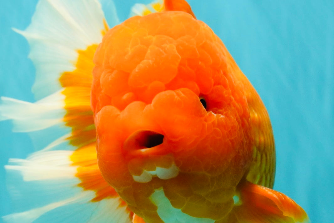 AAA Grade Super Jumbo Red White  Oranda Male 8-8.5 inches #062626OR_04