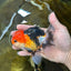 A Grade Tricolor Button Eyes Oranda Male 5 inches #080825OR_07