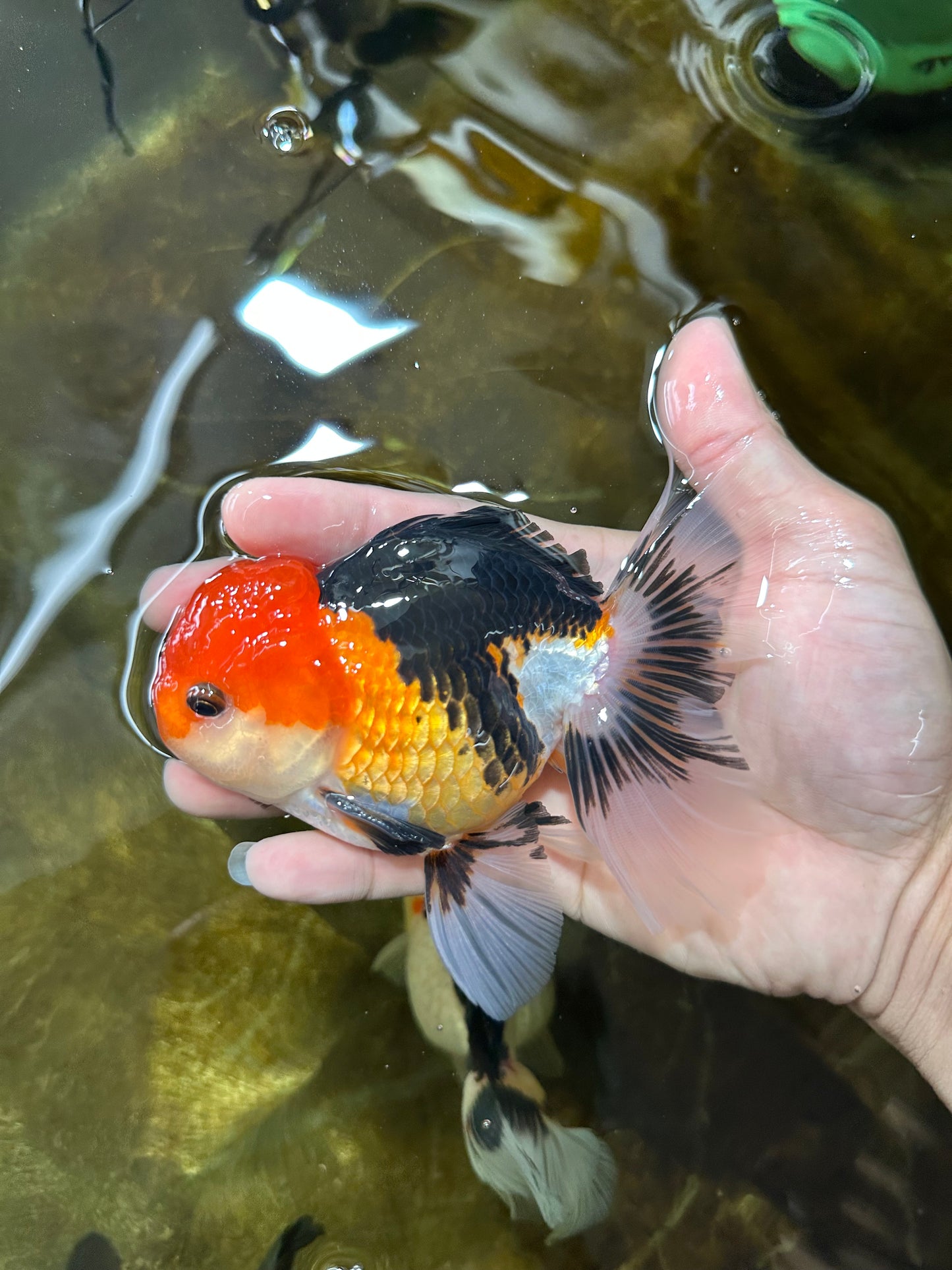 A Grade Tricolor Button Eyes Oranda Male 5 inches #080825OR_07