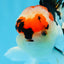 AAA Grade Tricolor Oranda Male 4.5 inches #0913OR_09