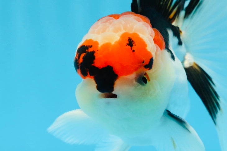 AAA Grade Tricolor Oranda Male 4.5 inches #0913OR_09