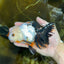 Tricolor Oranda Female 5.5 inches #072525OR_19