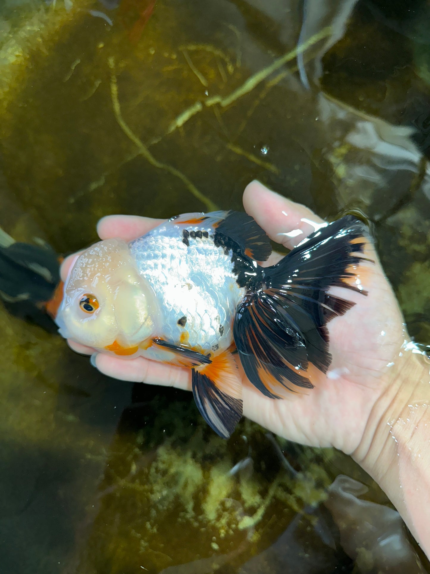 Tricolor Oranda Female 5.5 inches #072525OR_19