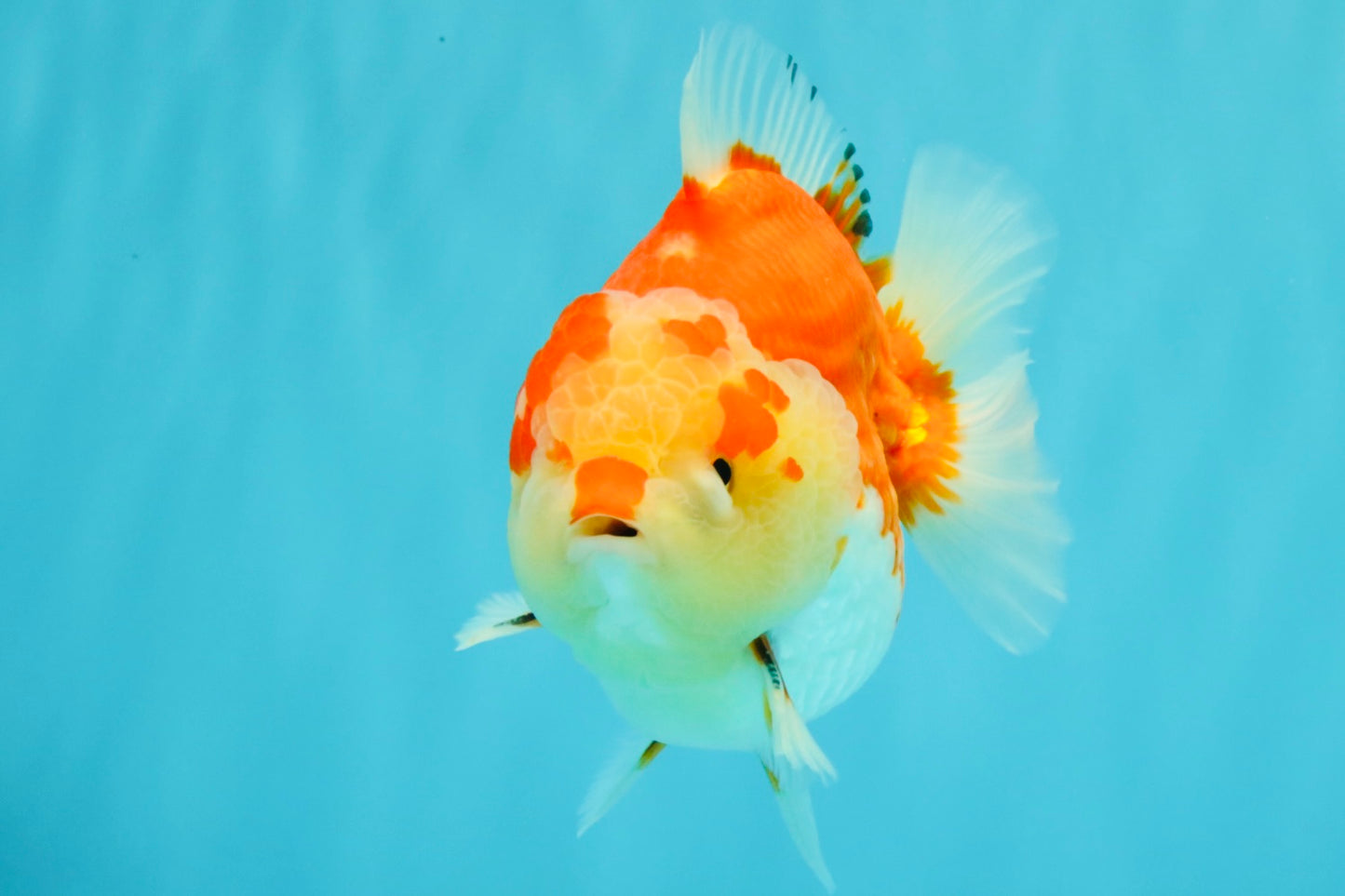 AAA Grade Godzilla Red White Yuanbao Male 5-5.5 inches #031326YB_20