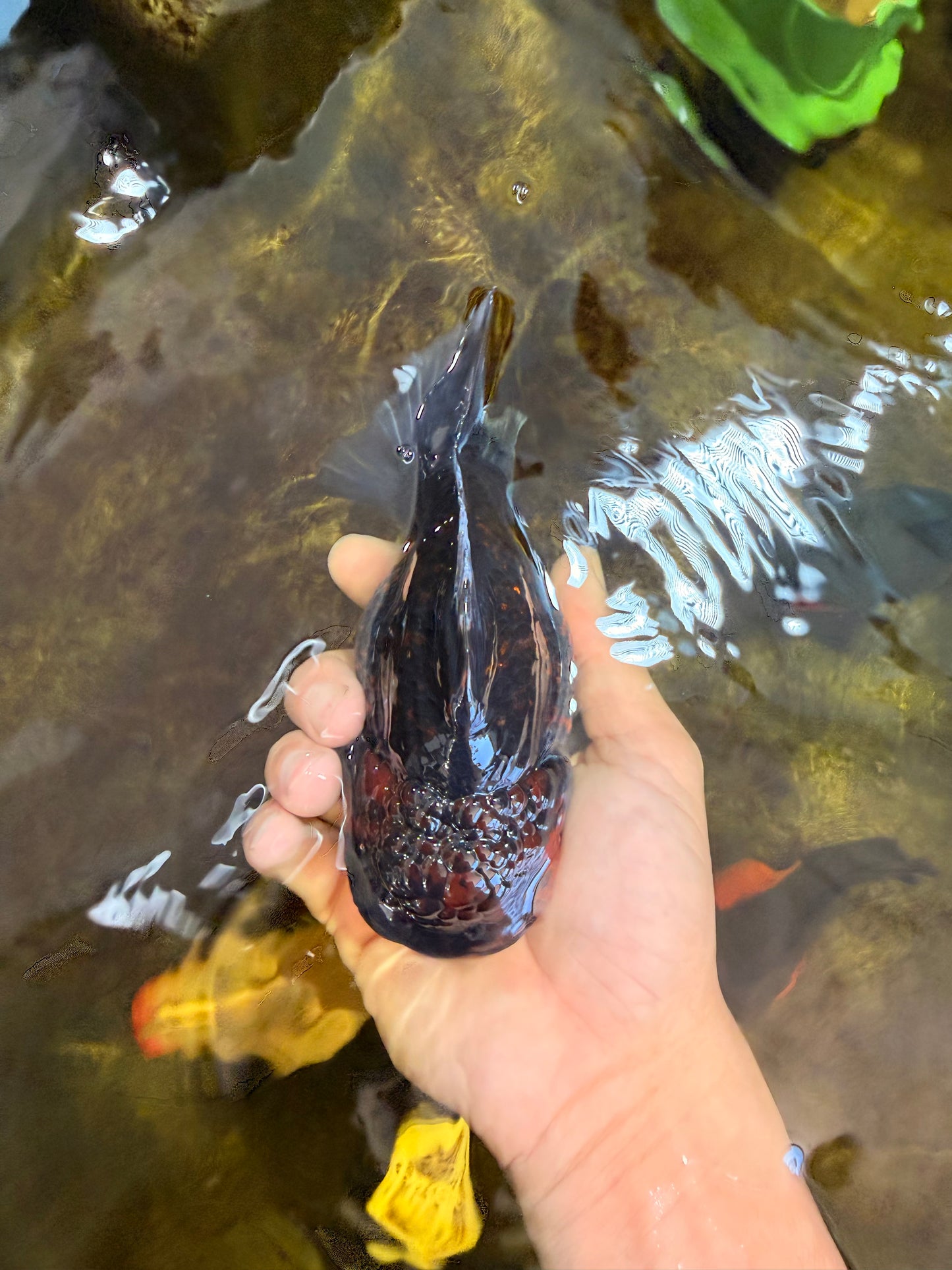 AAA Grade Tiger Yuanbao Female 5.5  inches #101025YB_28