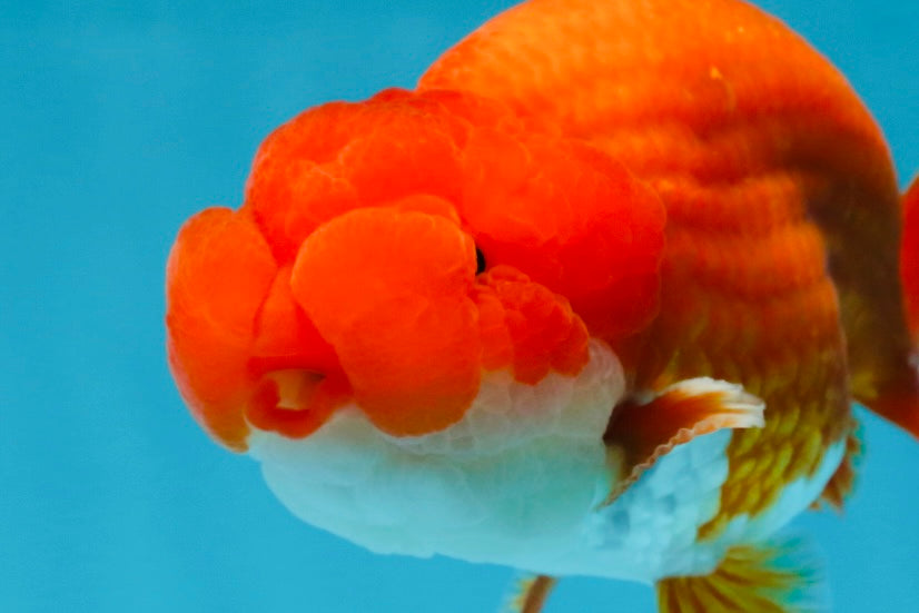 AAA Grade Red White LionKing 4.5  inches #053025LC_13