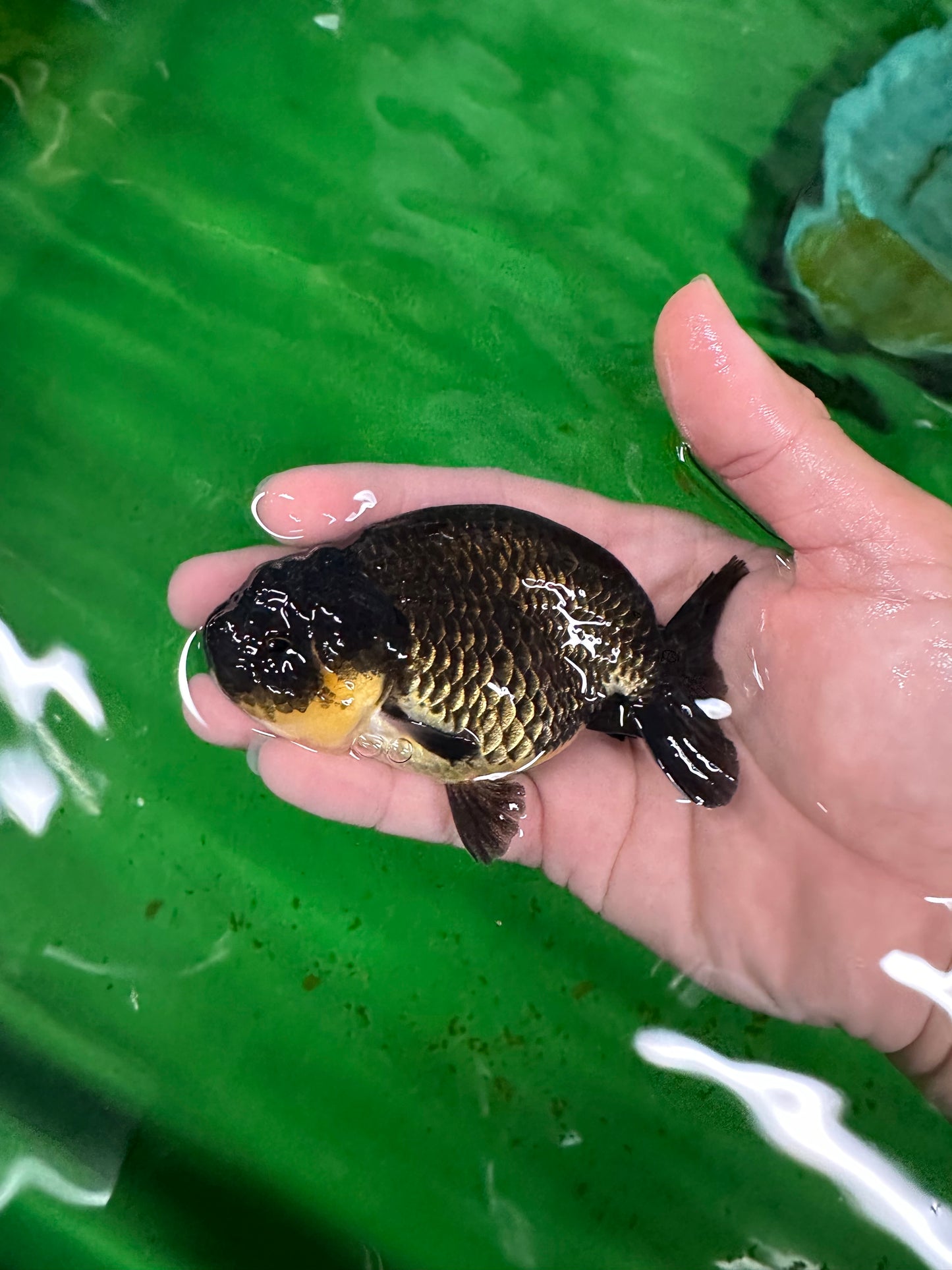 Bébé mâle Black Ranchu 3,5-4 pouces #0726RC_28