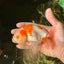 Kohaku Orange White Lionchu Male 4.5-5 inches #1018LC_9