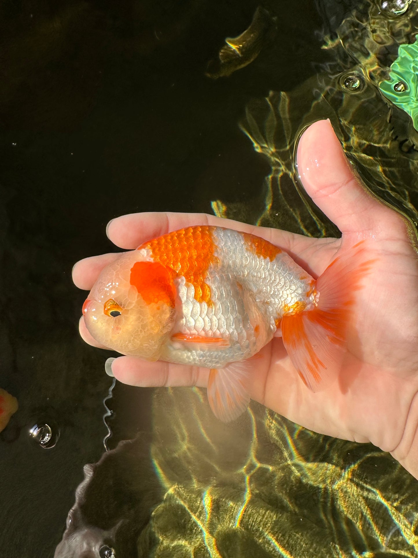 Kohaku Orange White Lionchu Male 4.5-5 inches #1018LC_9