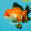 A Grade Tricolor Oranda Female 5-5.5 inches #030626OR_29
