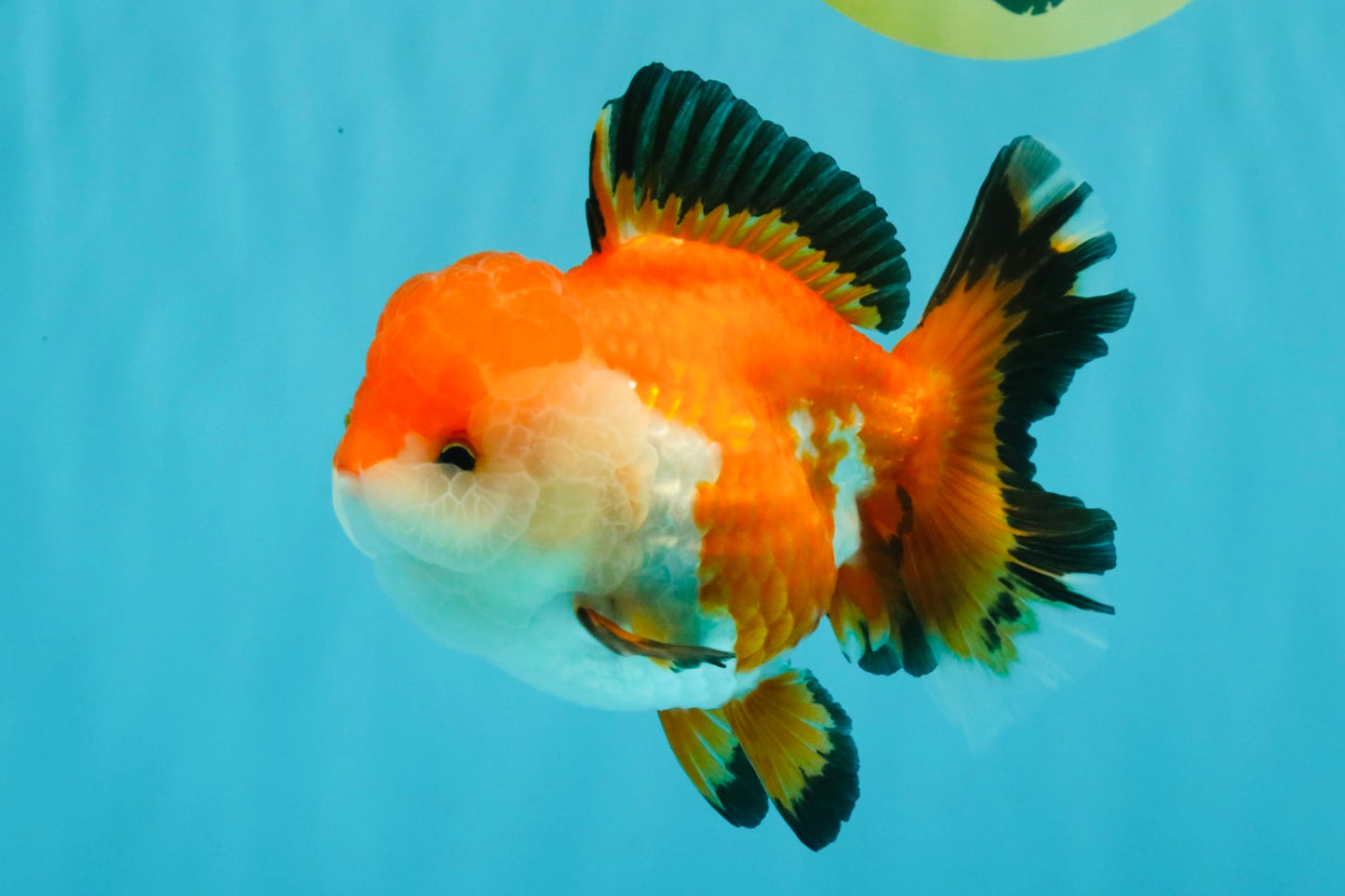A Grade Tricolor Oranda Female 5-5.5 inches #030626OR_29