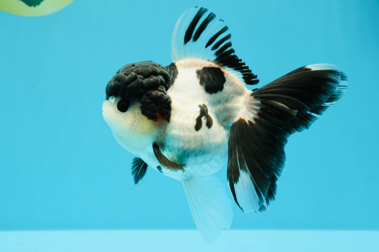 A Grade Tricolor Oranda Female 5.5 inches #022726OR_30