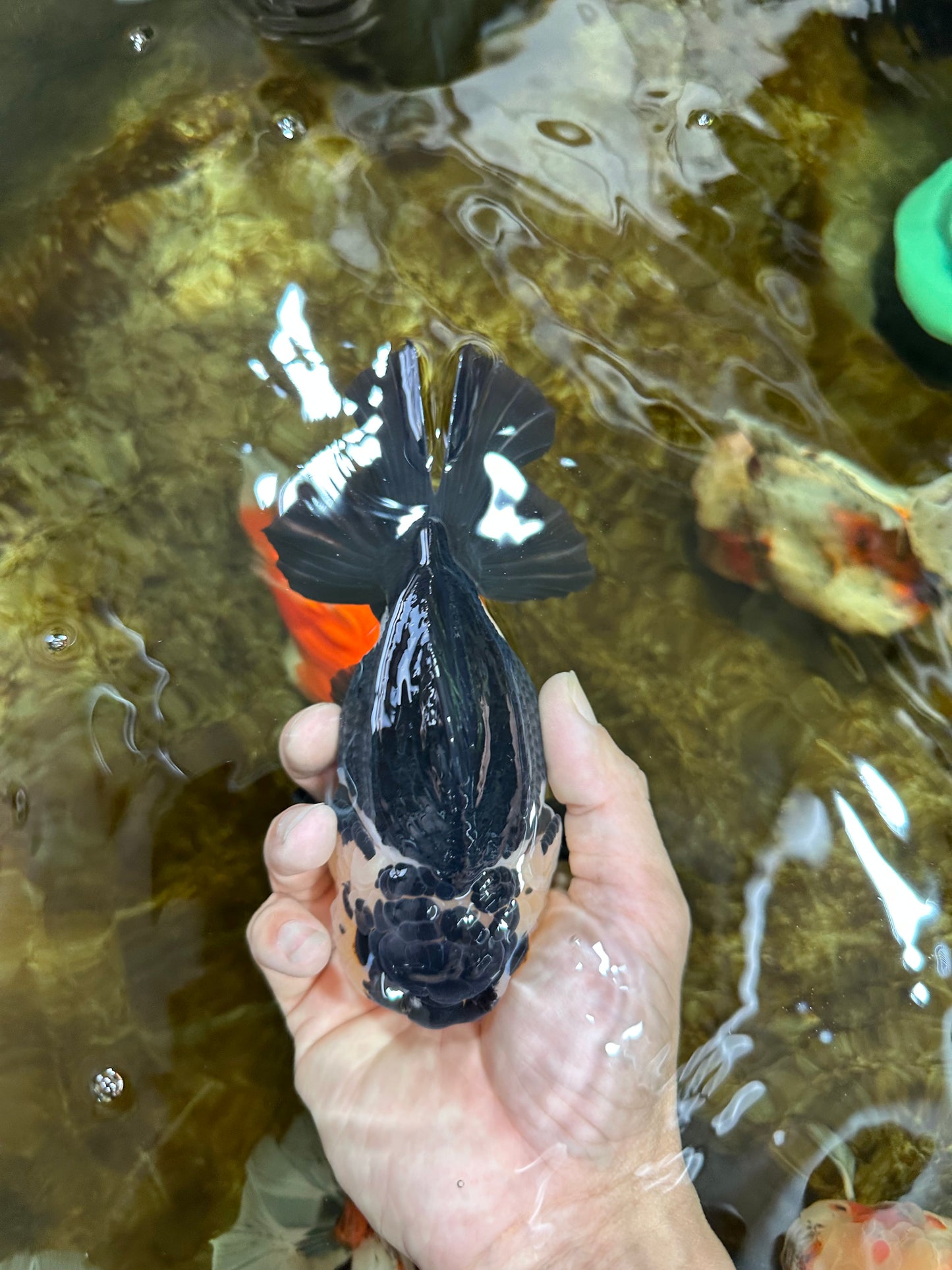 A Grade Panda Button Eyes Yuanbao 6 inches #080825YB_26