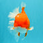 ANGER AAA Grade Red White Oranda Male 6 inches #032026OR_09