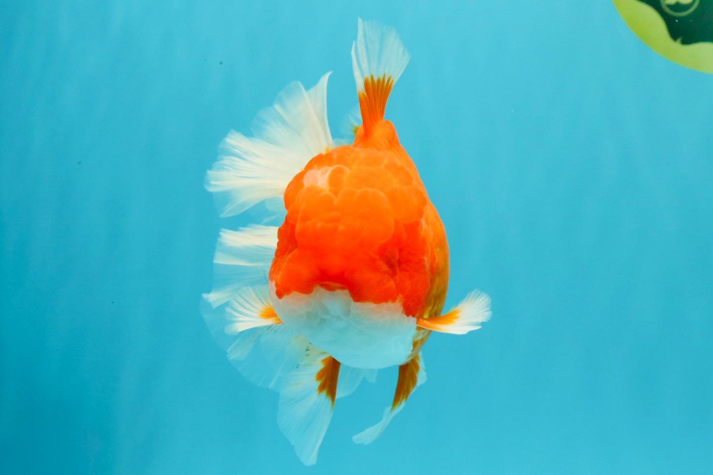 ANGER AAA Grade Red White Oranda Male 6 inches #032026OR_09