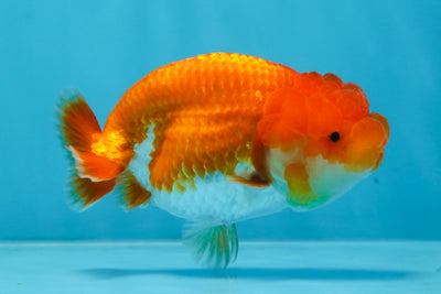 SUPER CUTE AAA Grade Red White LionQueen 4 inches #101725LC_12