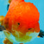 AAA Grade CHONKY Red White Oranda Male 5-5.5 inches #062025OR_16