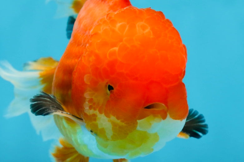 AAA Grade CHONKY Red White Oranda Male 5-5.5 inches #062025OR_16