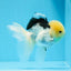 Panda cabeza de limón, oranda, macho, ojos de botón, 4,5-5 pulgadas, n.º 0830OR_27