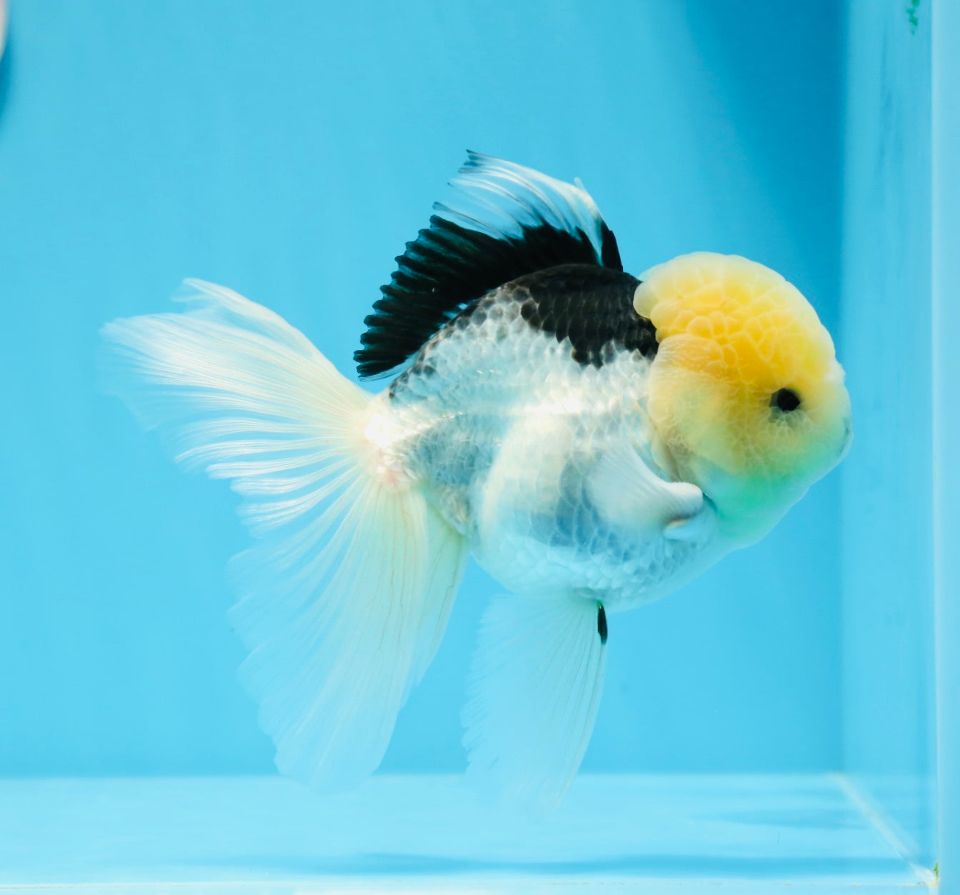 Panda Lemonhead Button Eyes Oranda Male 4.5-5 inches #0830OR_27