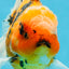 AAA Grade TOP Tiger Oranda Female 6-6.5 inches #051625OR_16