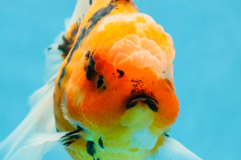 AAA Grade TOP Tiger Oranda Female 6-6.5 inches #051625OR_16