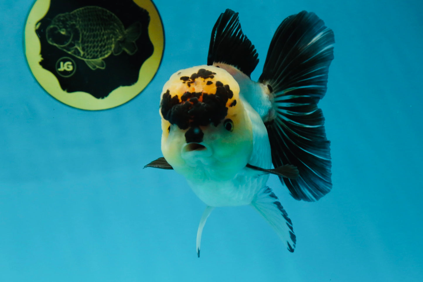 A Grade Panda Oranda Female 5-5.5 inches #050925OR_35