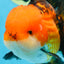 NEMO AAA Grade Apache Oranda Male 6.5 inches  #082225OR_09
