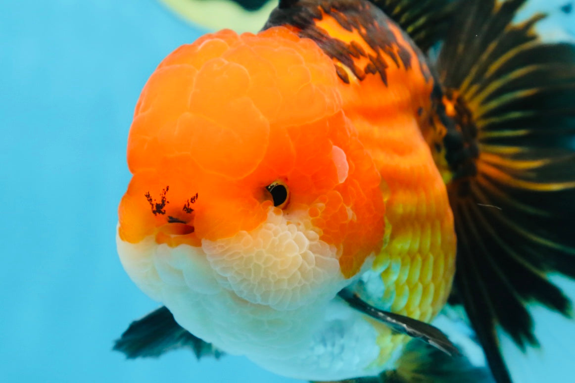 NEMO AAA Grade Apache Oranda Male 6.5 inches  #082225OR_09