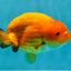 Orange Lionchu Female 4.5 inches #0927LC_32